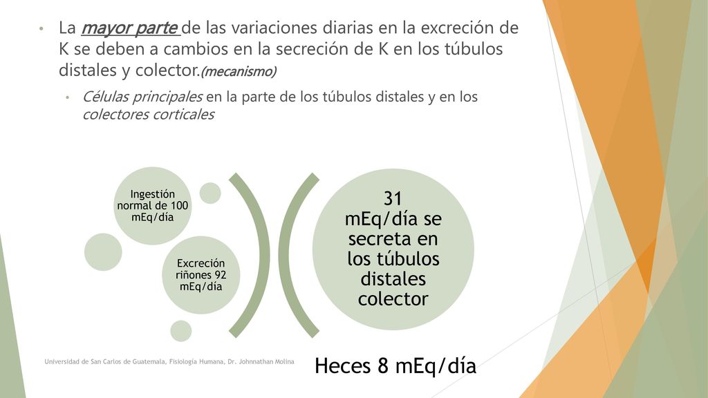 Heces 8 mEq/día 31 mEq/día se secreta en los túbulos distales colector