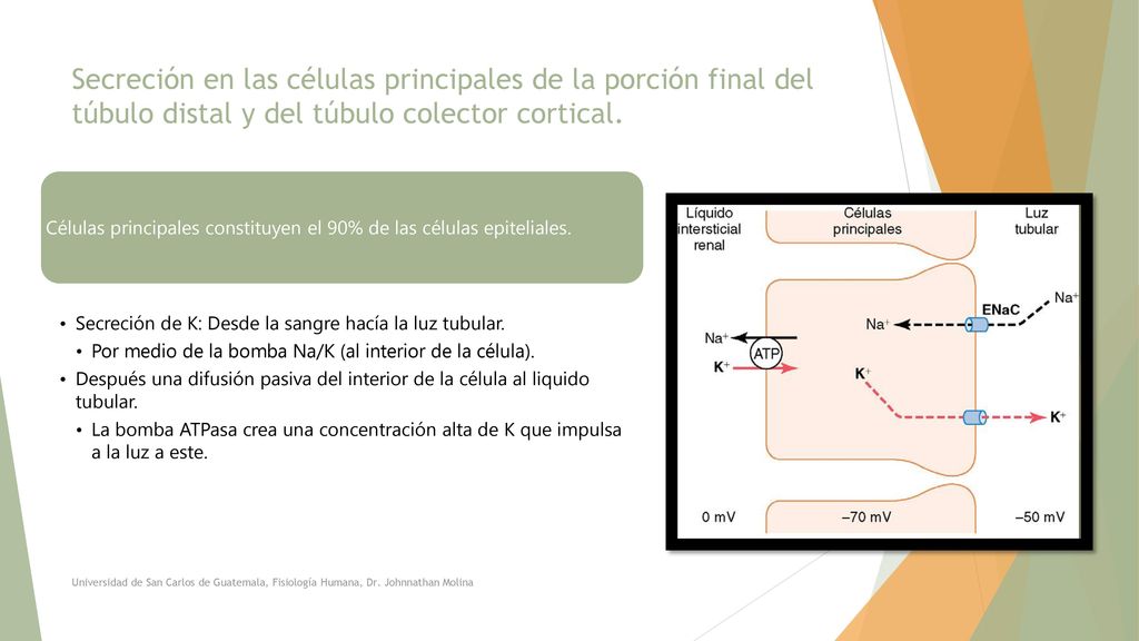 Secreción en las células principales de la porción final del túbulo distal y del túbulo colector cortical.
