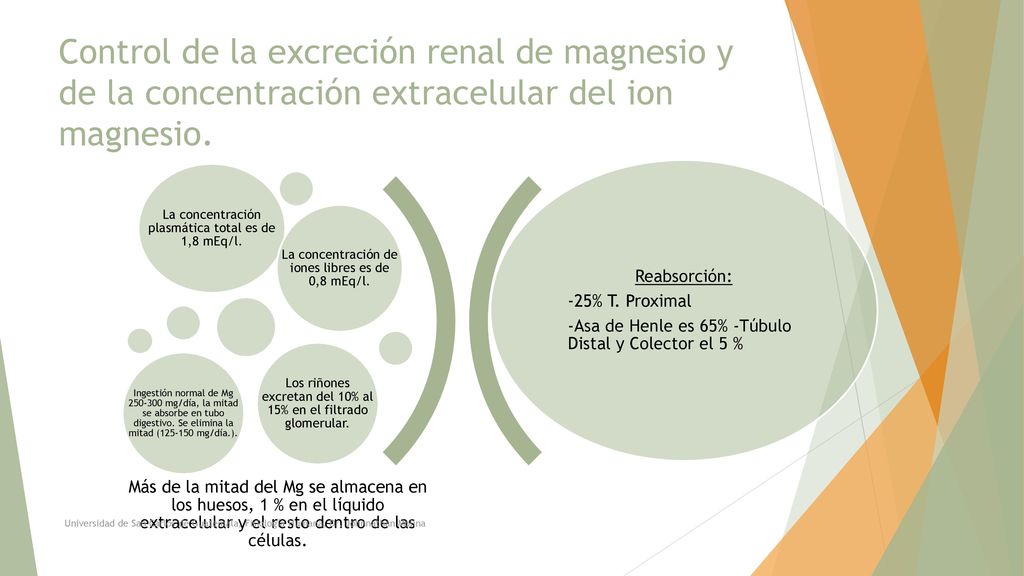 Control de la excreción renal de magnesio y de la concentración extracelular del ion magnesio.