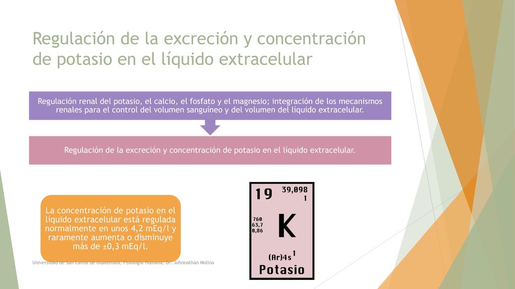 Regulación de la excreción y concentración de potasio en el líquido extracelular