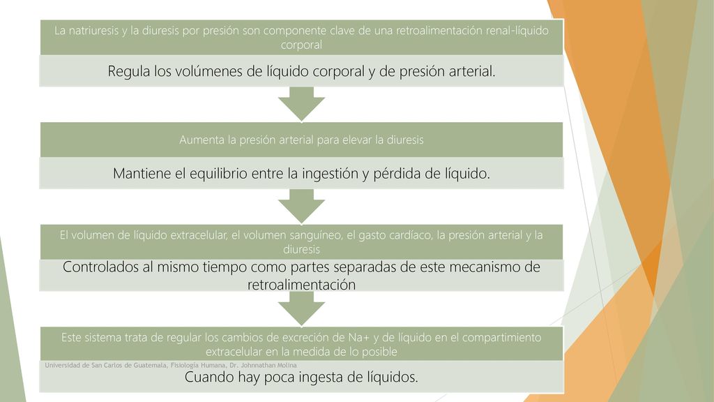 Regula los volúmenes de líquido corporal y de presión arterial.