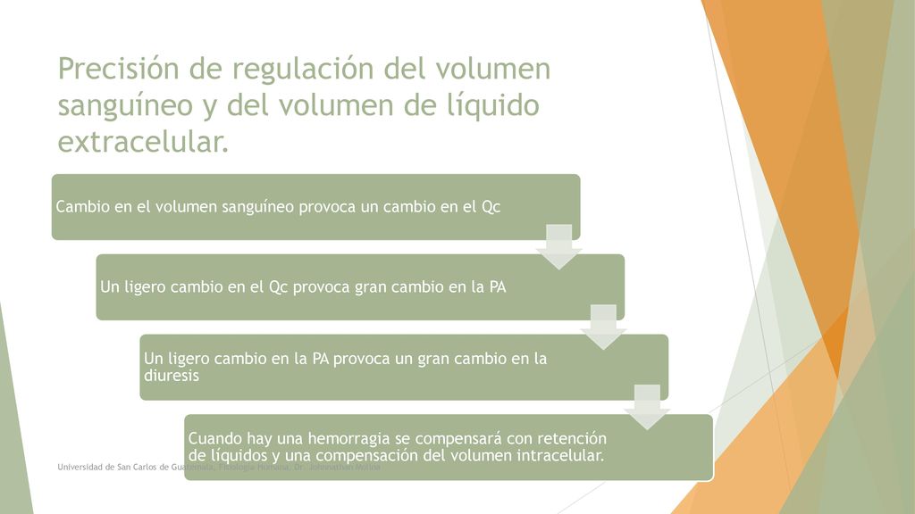 Precisión de regulación del volumen sanguíneo y del volumen de líquido extracelular.