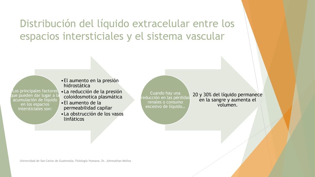 20 y 30% del líquido permanece en la sangre y aumenta el volumen.