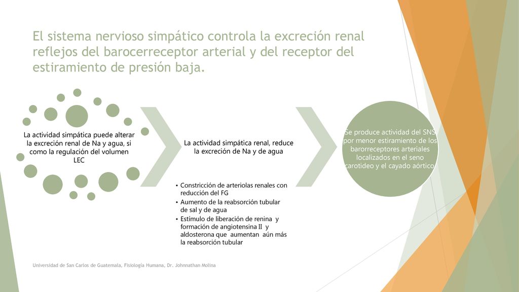 La actividad simpática renal, reduce la excreción de Na y de agua