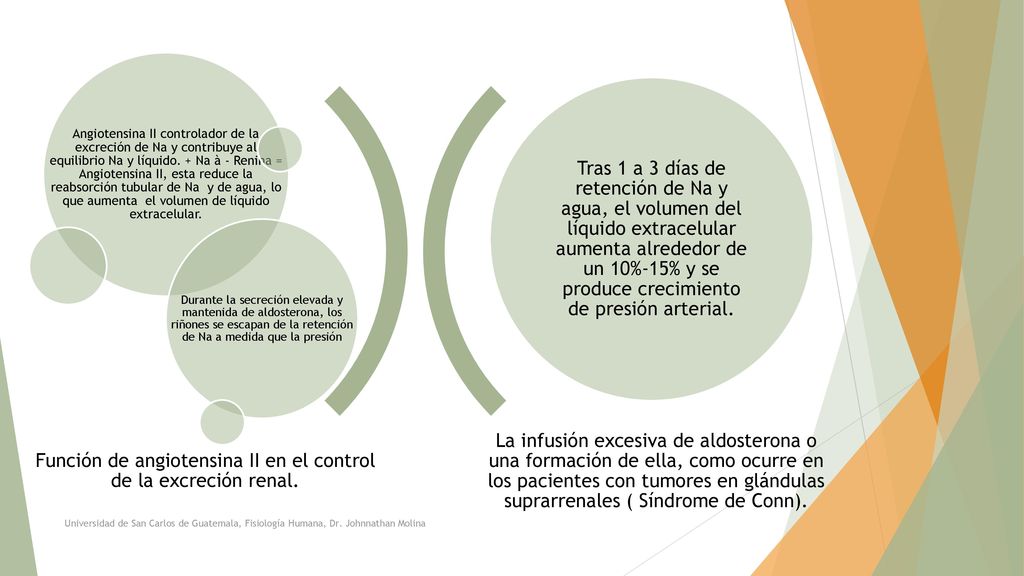 Función de angiotensina II en el control de la excreción renal.