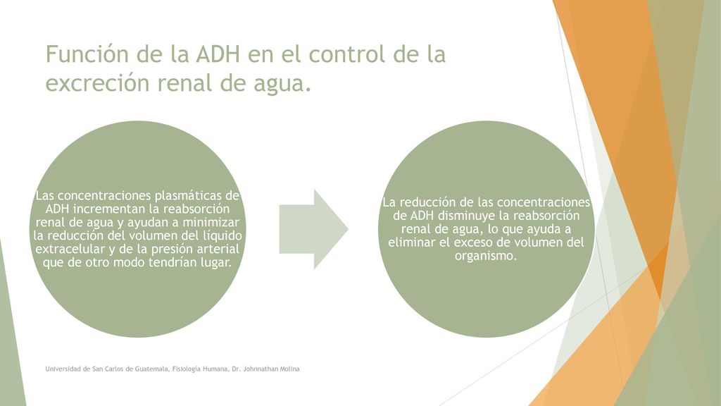 Función de la ADH en el control de la excreción renal de agua.