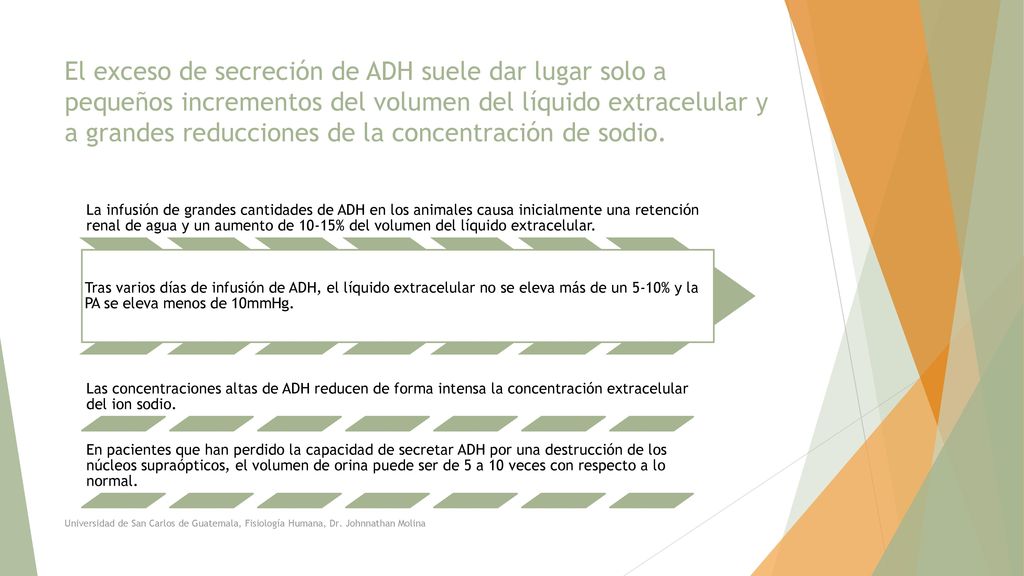 El exceso de secreción de ADH suele dar lugar solo a pequeños incrementos del volumen del líquido extracelular y a grandes reducciones de la concentración de sodio.
