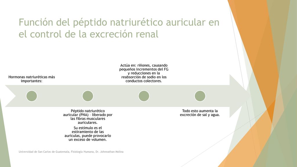 Función del péptido natriurético auricular en el control de la excreción renal