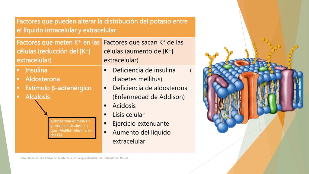 Factores que meten K+ en las células (reducción del [K+] extracelular)