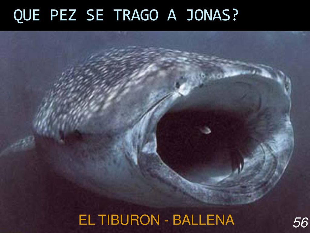 QUE PEZ SE TRAGO A JONAS EL TIBURON - BALLENA 56