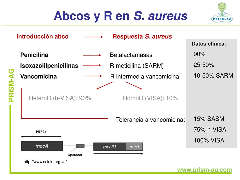 Abcos y R en S. aureus PRISM-AG Introducción abco Respuesta S. aureus