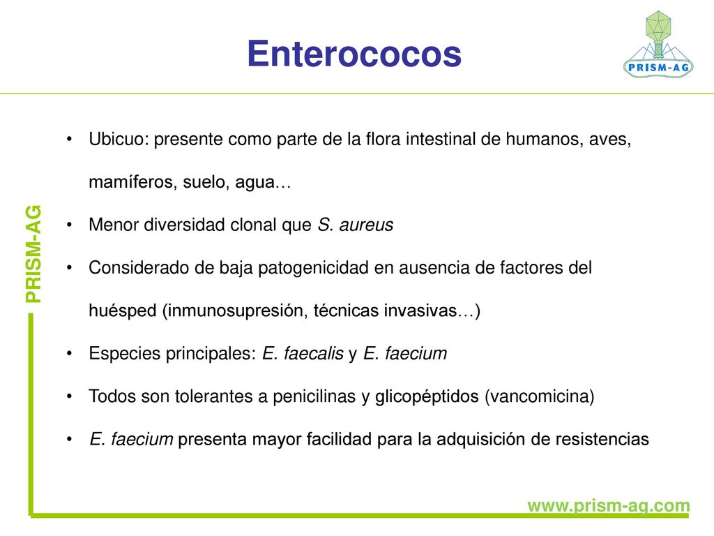 Enterococos Ubicuo: presente como parte de la flora intestinal de humanos, aves, mamíferos, suelo, agua…