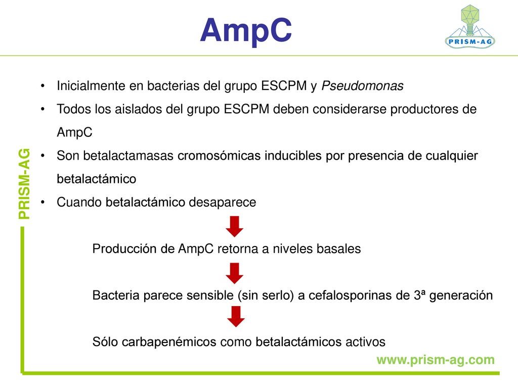 AmpC PRISM-AG Inicialmente en bacterias del grupo ESCPM y Pseudomonas