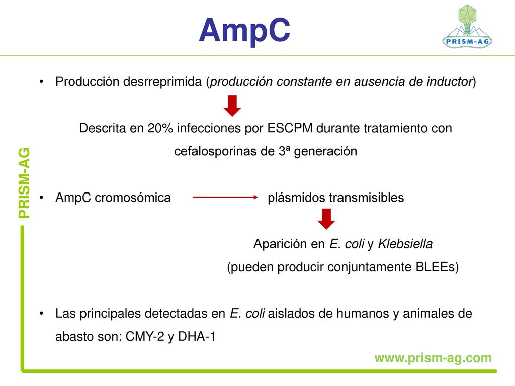 AmpC Producción desrreprimida (producción constante en ausencia de inductor)