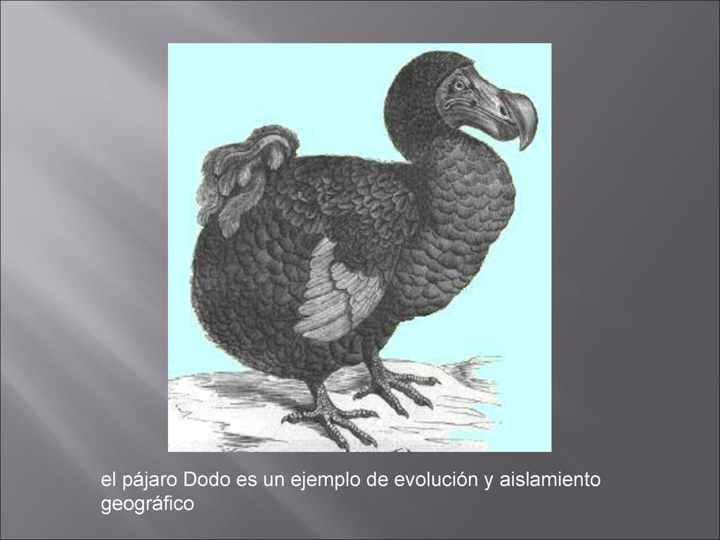 el pájaro Dodo es un ejemplo de evolución y aislamiento geográfico