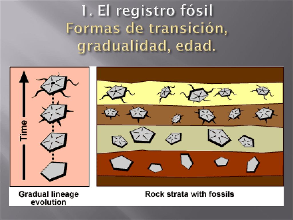1. El registro fósil Formas de transición, gradualidad, edad.