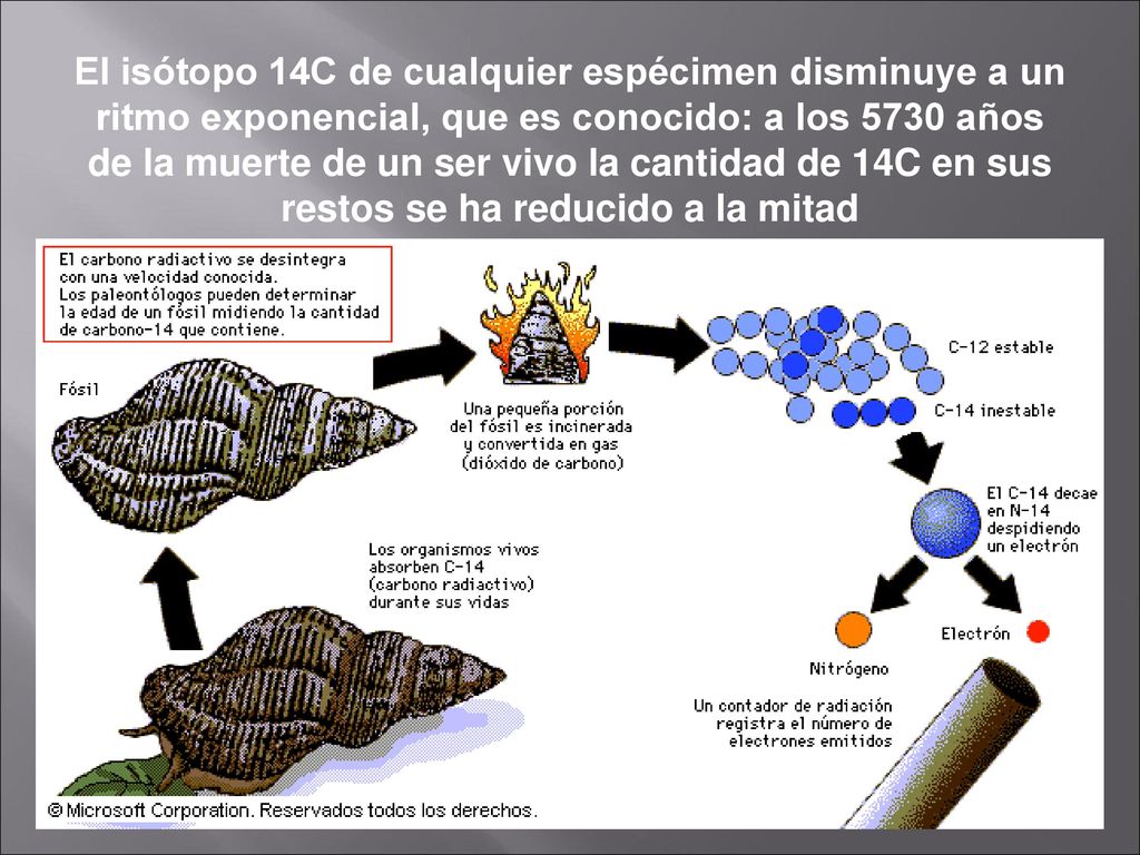 El isótopo 14C de cualquier espécimen disminuye a un ritmo exponencial, que es conocido: a los 5730 años de la muerte de un ser vivo la cantidad de 14C en sus restos se ha reducido a la mitad