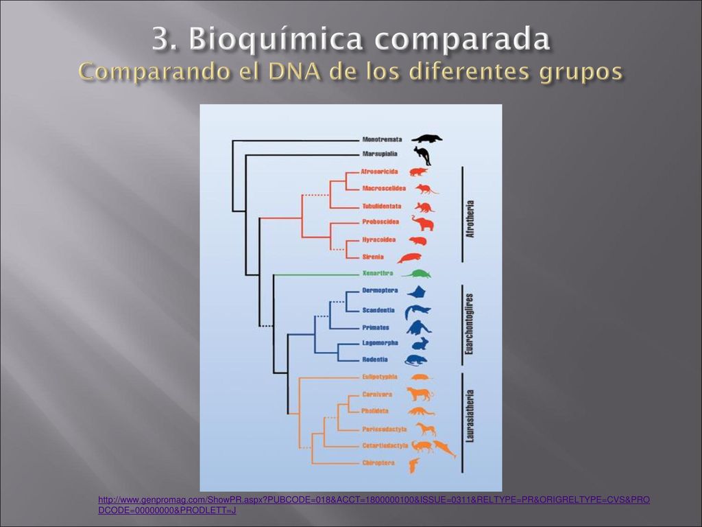 3. Bioquímica comparada Comparando el DNA de los diferentes grupos