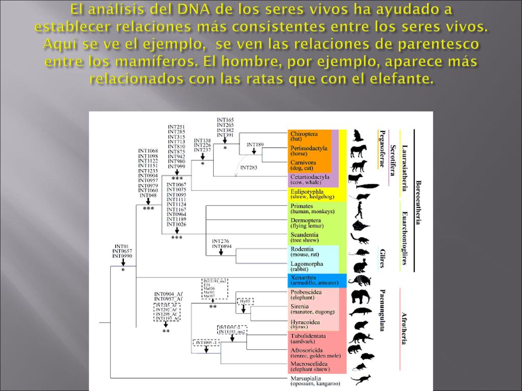 El análisis del DNA de los seres vivos ha ayudado a establecer relaciones más consistentes entre los seres vivos.
