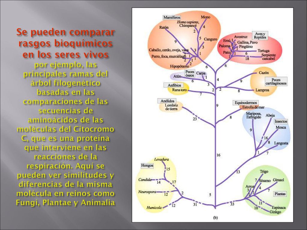 Se pueden comparar rasgos bioquímicos en los seres vivos por ejemplo, las principales ramas del árbol filogenético basadas en las comparaciones de las secuencias de aminoácidos de las moléculas del Citocromo C, que es una proteína que interviene en las reacciones de la respiración.