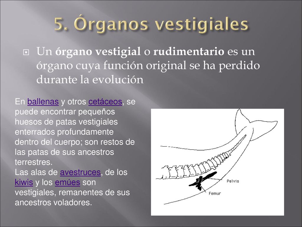 5. Órganos vestigiales Un órgano vestigial o rudimentario es un órgano cuya función original se ha perdido durante la evolución.