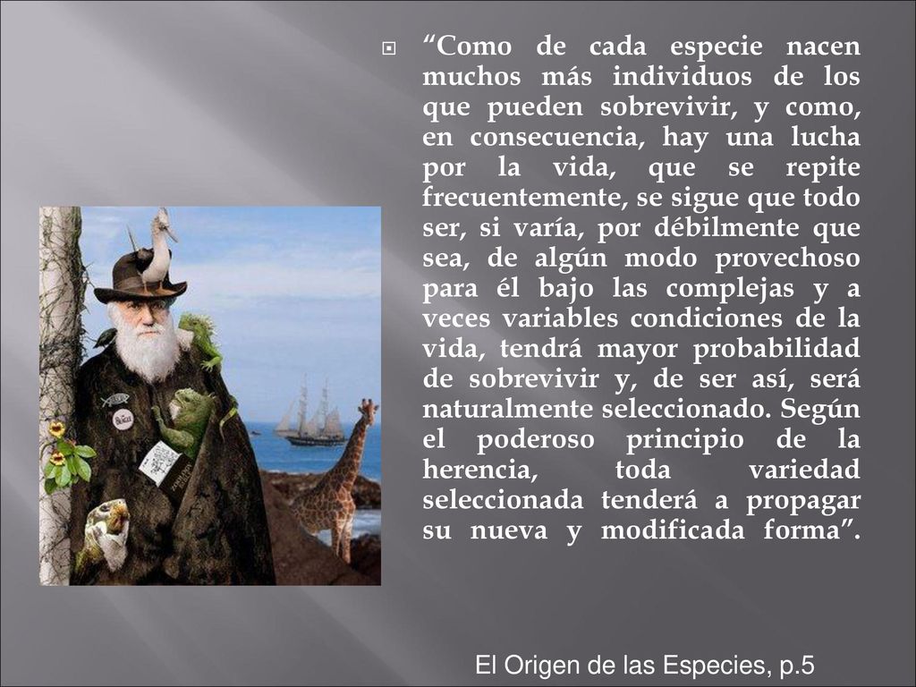 Como de cada especie nacen muchos más individuos de los que pueden sobrevivir, y como, en consecuencia, hay una lucha por la vida, que se repite frecuentemente, se sigue que todo ser, si varía, por débilmente que sea, de algún modo provechoso para él bajo las complejas y a veces variables condiciones de la vida, tendrá mayor probabilidad de sobrevivir y, de ser así, será naturalmente seleccionado. Según el poderoso principio de la herencia, toda variedad seleccionada tenderá a propagar su nueva y modificada forma .