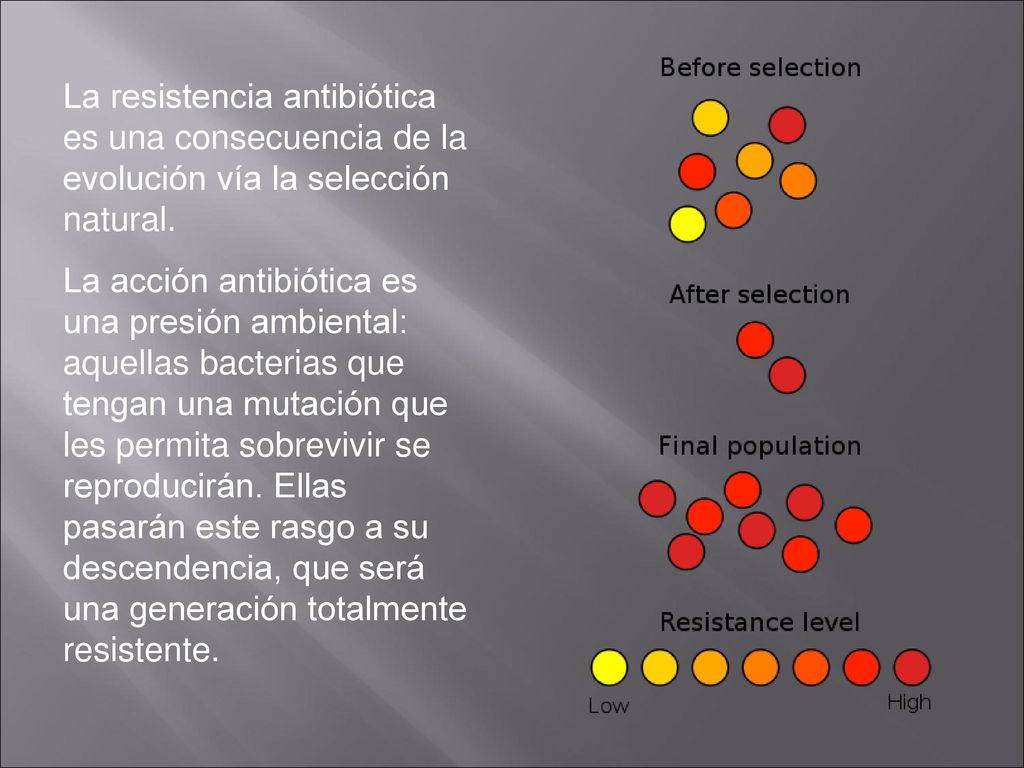 La resistencia antibiótica es una consecuencia de la evolución vía la selección natural.