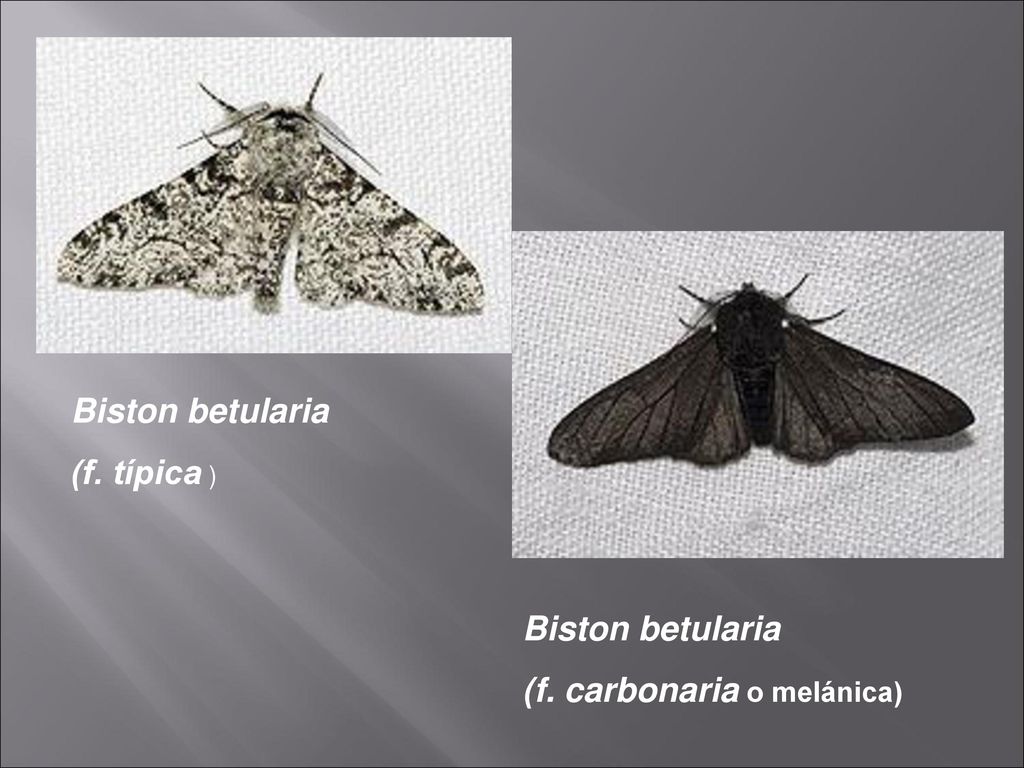 Biston betularia (f. típica ) Biston betularia (f. carbonaria o melánica)