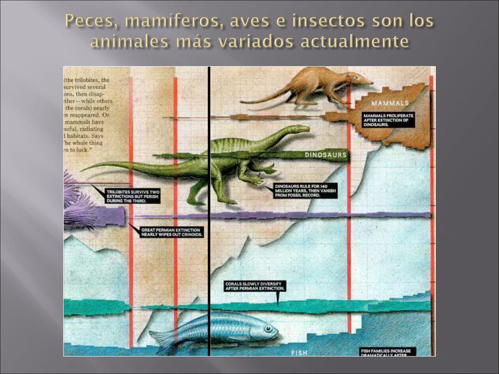 Peces, mamíferos, aves e insectos son los animales más variados actualmente