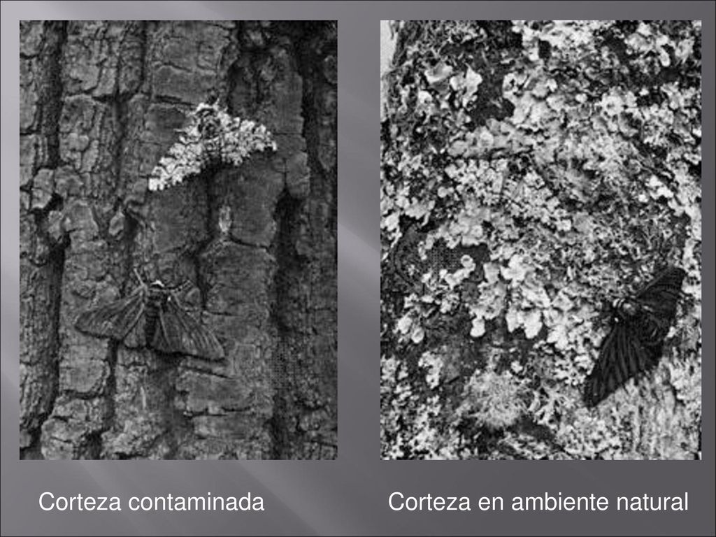 Corteza contaminada Corteza en ambiente natural