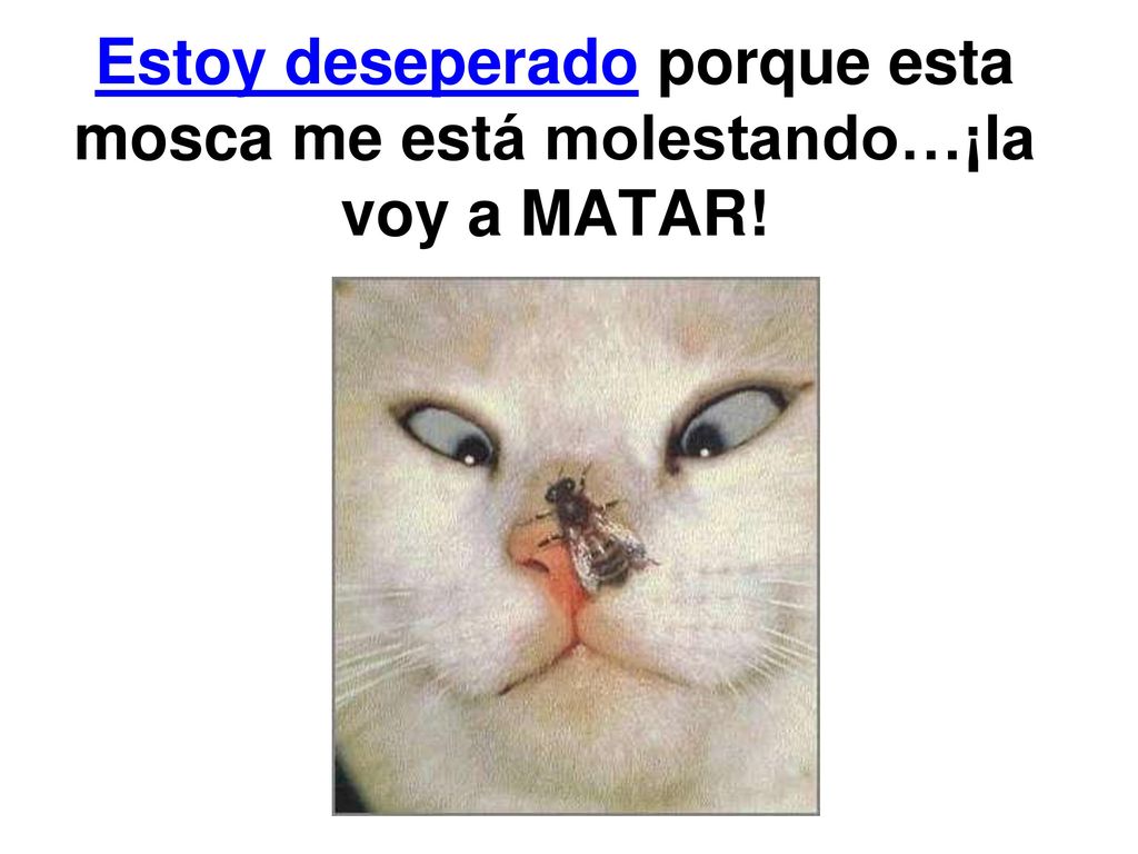 Estoy deseperado porque esta mosca me está molestando…¡la voy a MATAR!