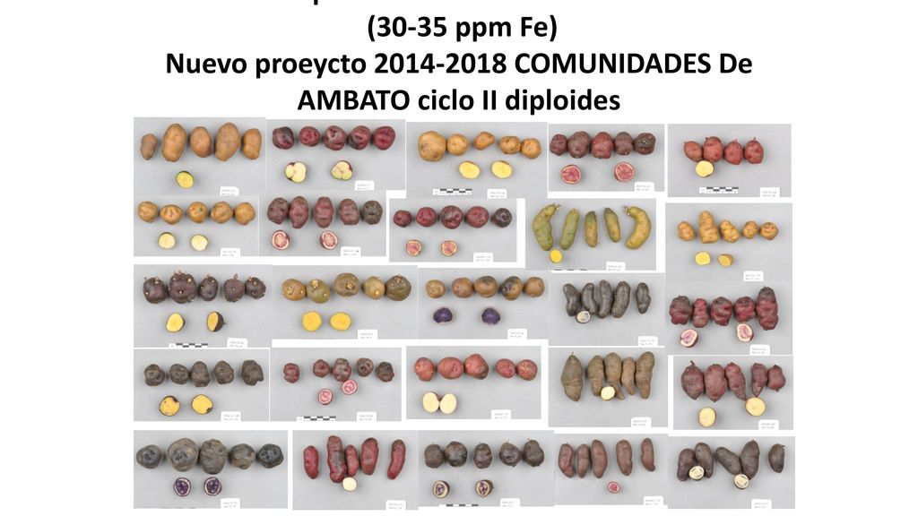 Clones diploides seleccionados del ciclo II (30-35 ppm Fe) Nuevo proeycto COMUNIDADES De AMBATO ciclo II diploides