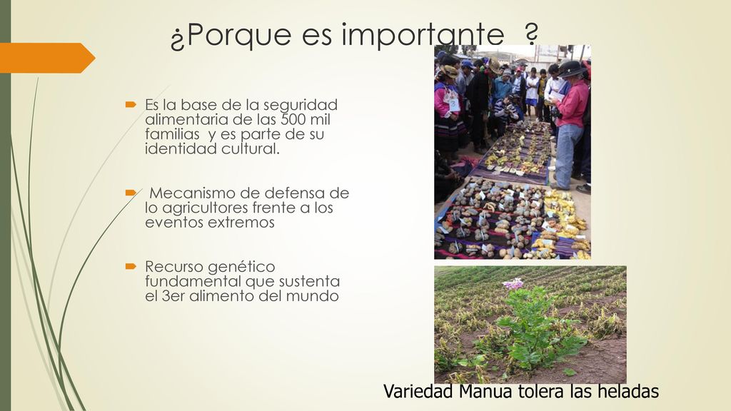 ¿Porque es importante Variedad Manua tolera las heladas