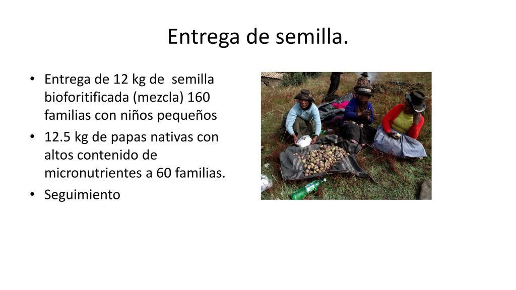 Entrega de semilla. Entrega de 12 kg de semilla bioforitificada (mezcla) 160 familias con niños pequeños.