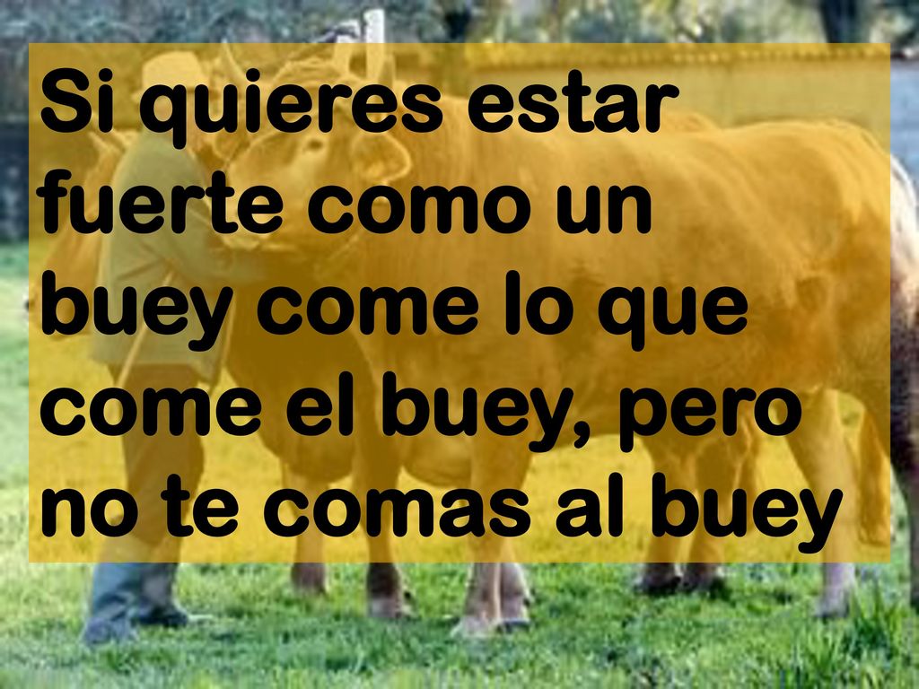 Si quieres estar fuerte como un buey come lo que come el buey, pero no te comas al buey