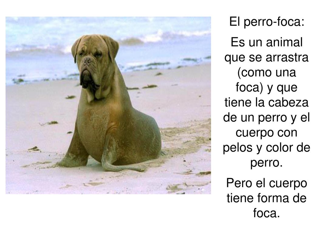 de que color es la foca en un perro