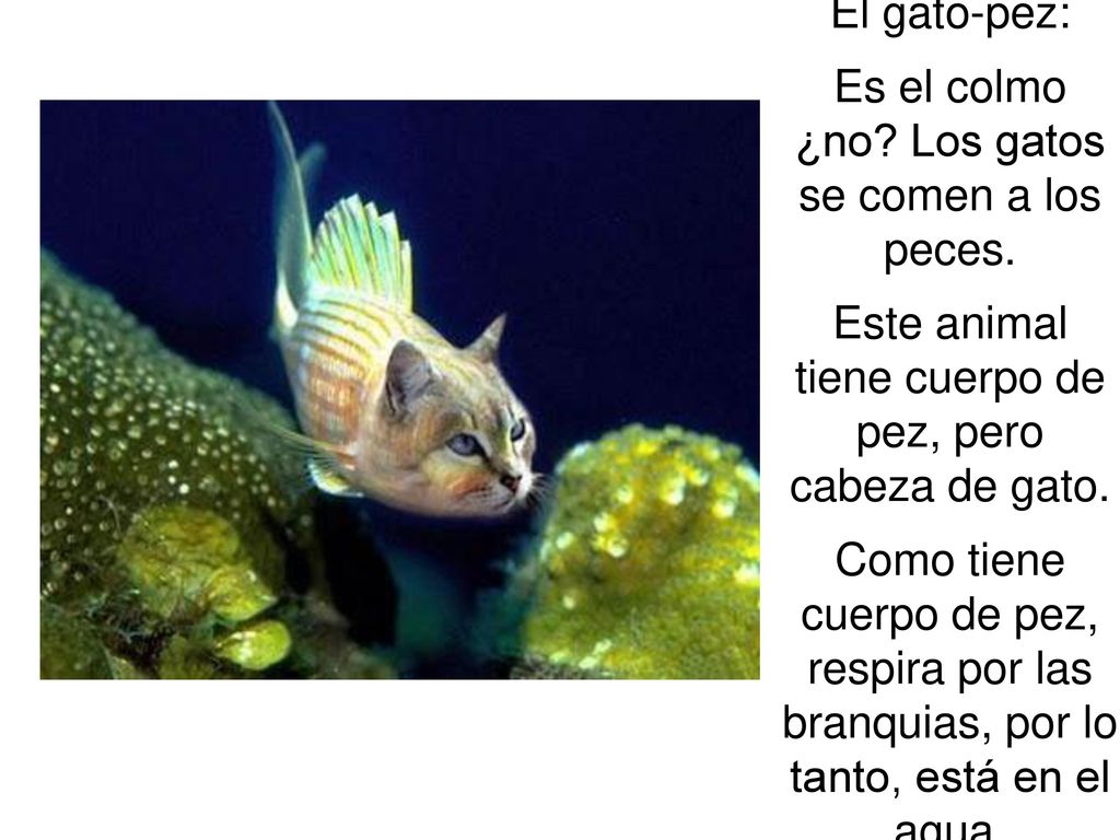 Es el colmo ¿no Los gatos se comen a los peces.