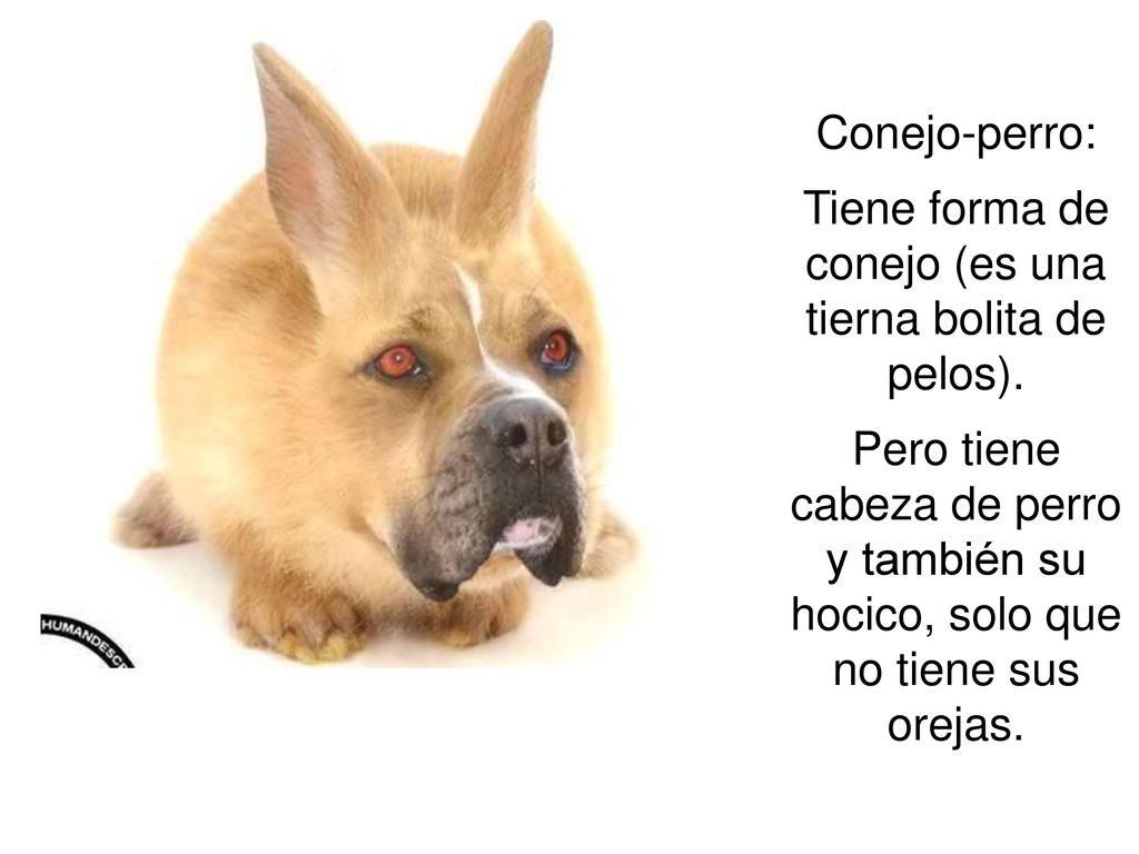 Tiene forma de conejo (es una tierna bolita de pelos).