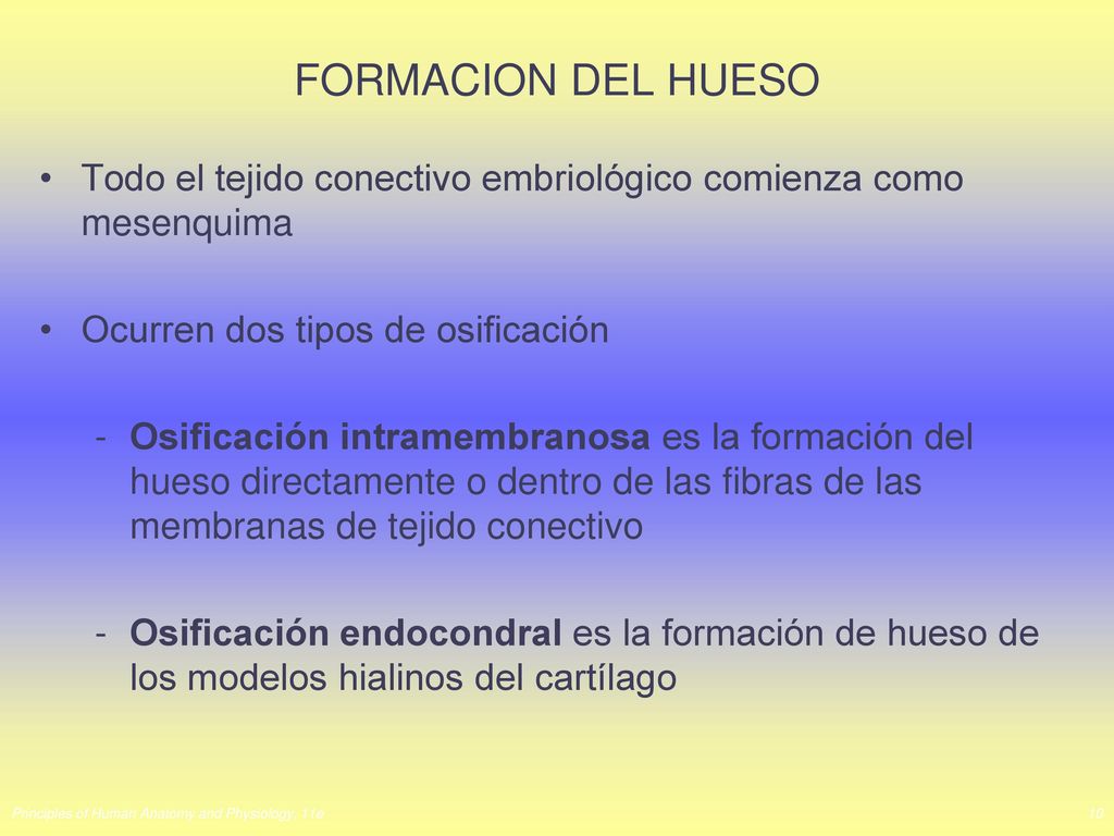 FORMACION DEL HUESO Todo el tejido conectivo embriológico comienza como mesenquima. Ocurren dos tipos de osificación.