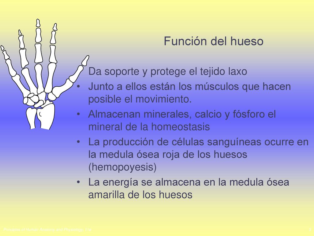 Función del hueso Da soporte y protege el tejido laxo