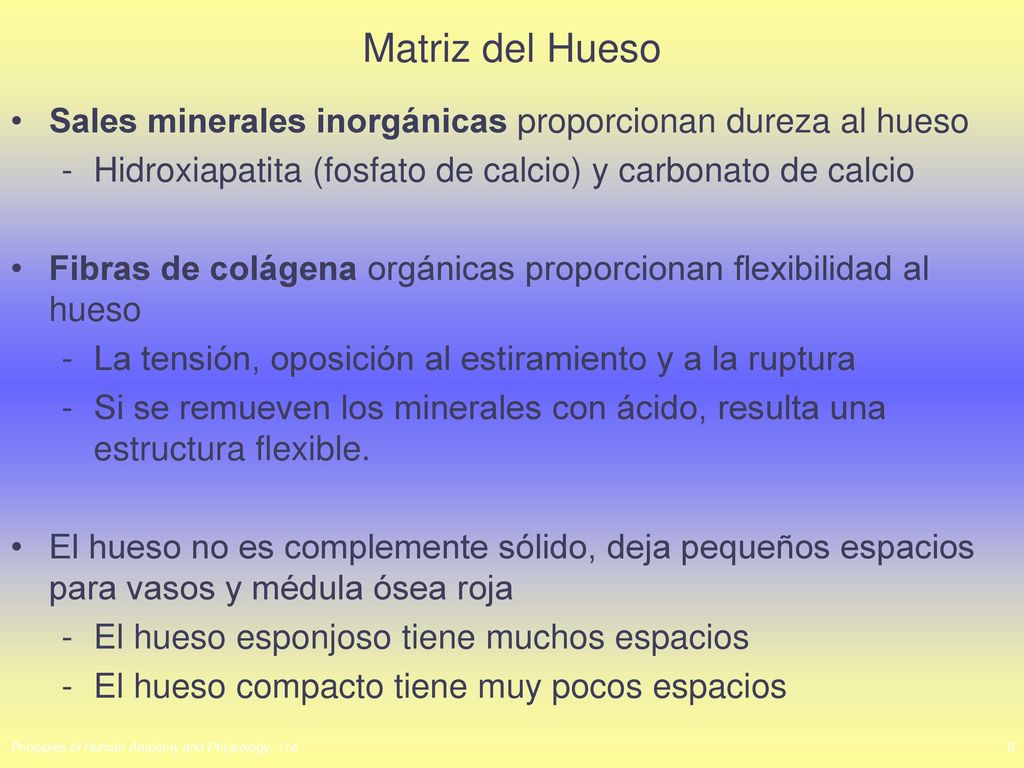 Matriz del Hueso Sales minerales inorgánicas proporcionan dureza al hueso. Hidroxiapatita (fosfato de calcio) y carbonato de calcio.