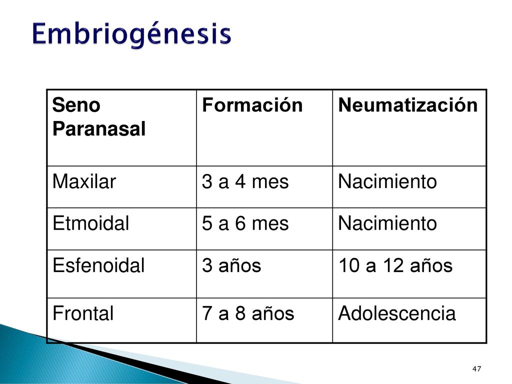 Embriogénesis Seno Paranasal Formación Neumatización Maxilar 3 a 4 mes