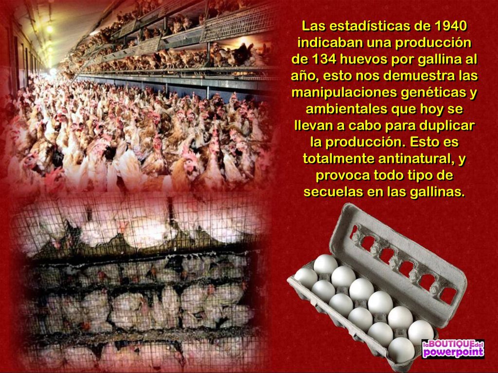 Las estadísticas de 1940 indicaban una producción de 134 huevos por gallina al año, esto nos demuestra las manipulaciones genéticas y ambientales que hoy se llevan a cabo para duplicar la producción.