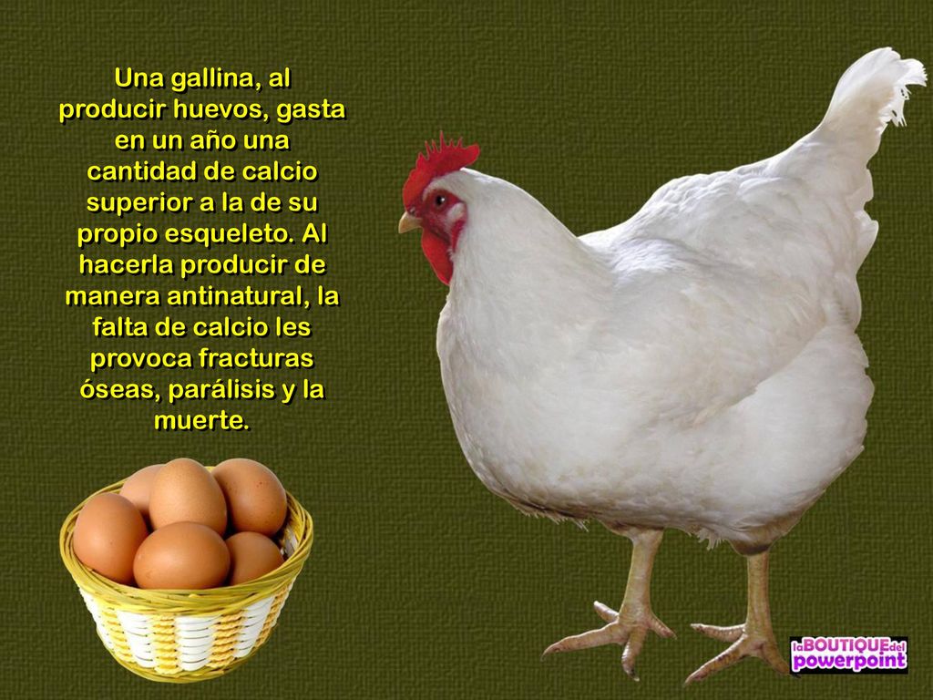 Una gallina, al producir huevos, gasta en un año una cantidad de calcio superior a la de su propio esqueleto.
