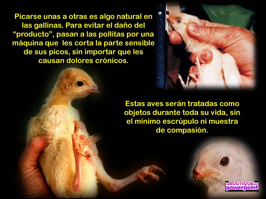 Estas aves serán tratadas como objetos durante toda su vida, sin