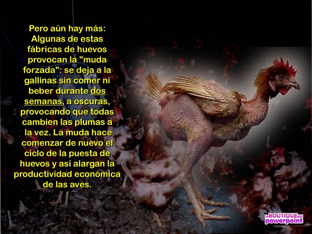 Pero aún hay más: Algunas de estas fábricas de huevos provocan la muda forzada : se deja a la gallinas sin comer ni beber durante dos semanas, a oscuras, provocando que todas cambien las plumas a la vez.