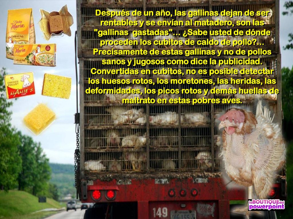 Después de un año, las gallinas dejan de ser rentables y se envían al matadero, son las gallinas gastadas … ¿Sabe usted de dónde proceden los cubitos de caldo de pollo ...
