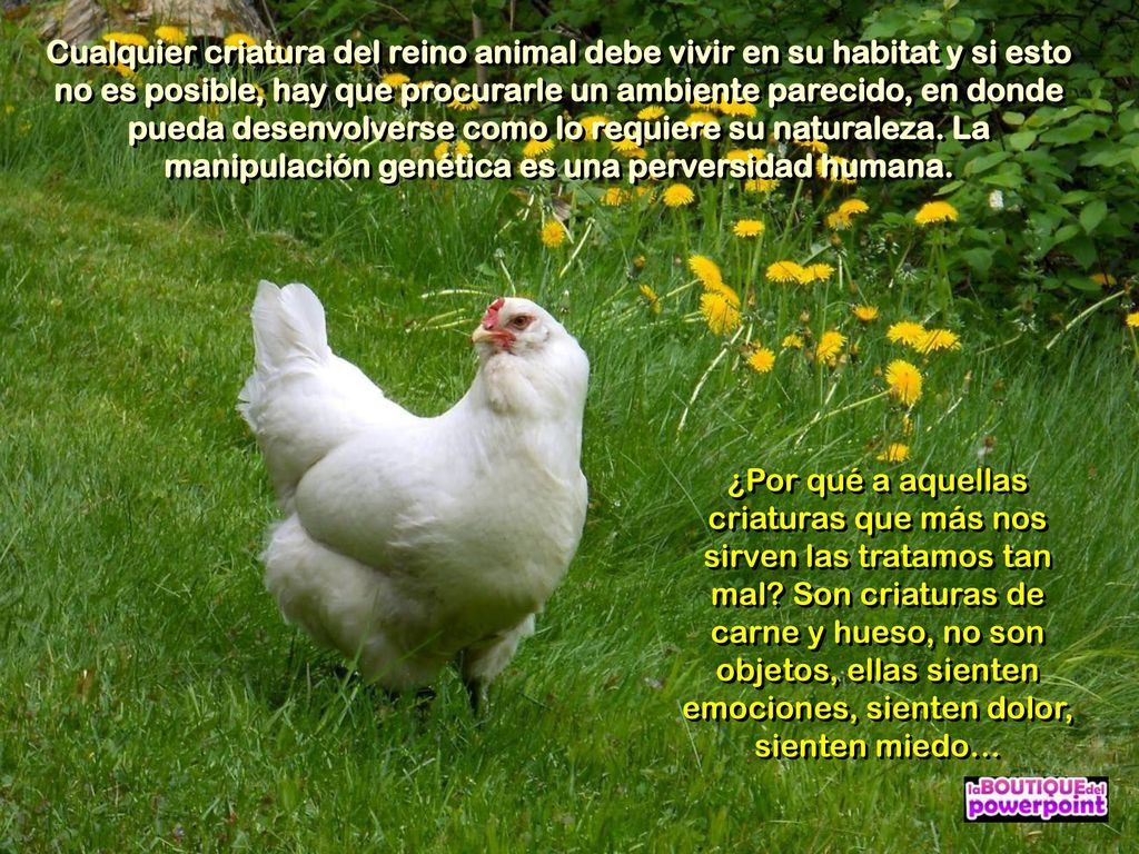 Cualquier criatura del reino animal debe vivir en su habitat y si esto no es posible, hay que procurarle un ambiente parecido, en donde pueda desenvolverse como lo requiere su naturaleza. La manipulación genética es una perversidad humana.