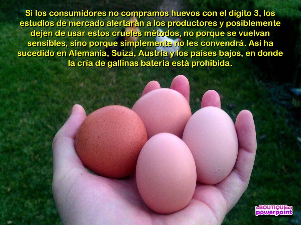 Si los consumidores no compramos huevos con el dígito 3, los estudios de mercado alertarán a los productores y posiblemente dejen de usar estos crueles métodos, no porque se vuelvan sensibles, sino porque simplemente no les convendrá.