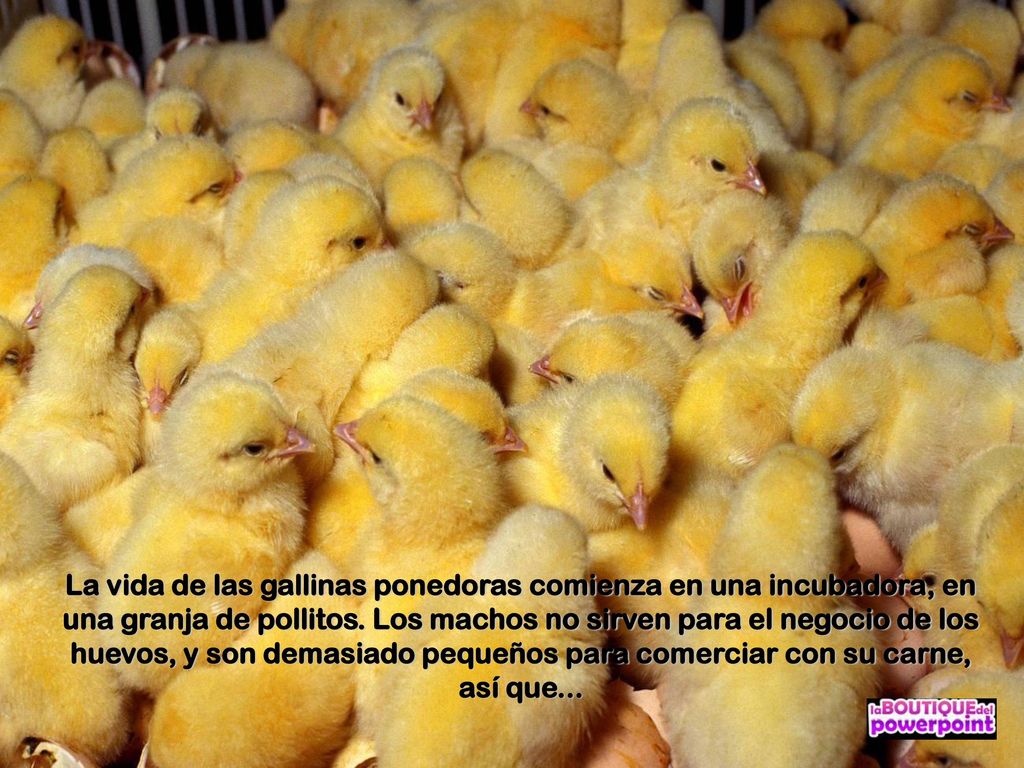 La vida de las gallinas ponedoras comienza en una incubadora, en una granja de pollitos.